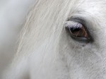 detail_of_white_horse_head_with_long_eye_lashes
