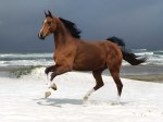 horse-sea