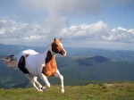Running_brown_and_white_horse