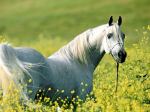 White Horse and Flowers
