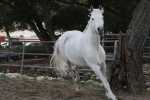 white_horse_stock_8_by_Aestivall_Stock